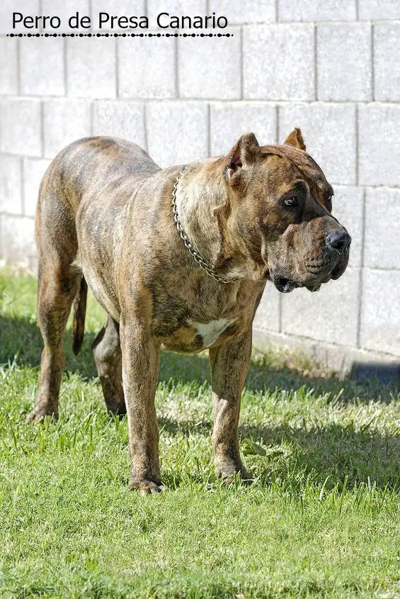 perro de presa canario