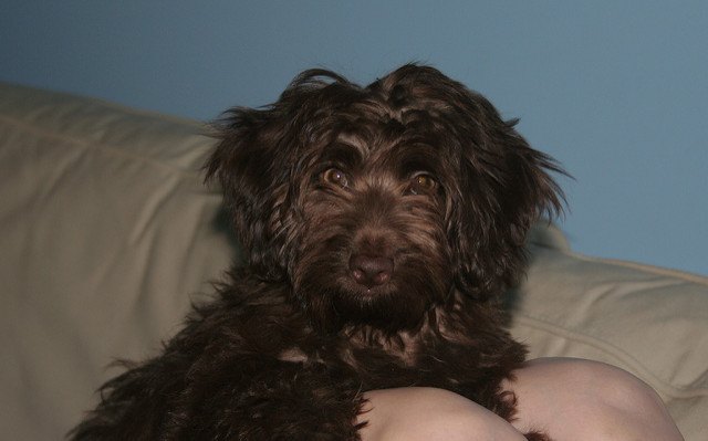 doxiepoo