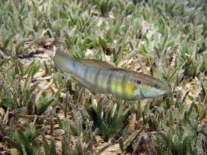 freshwater gobies