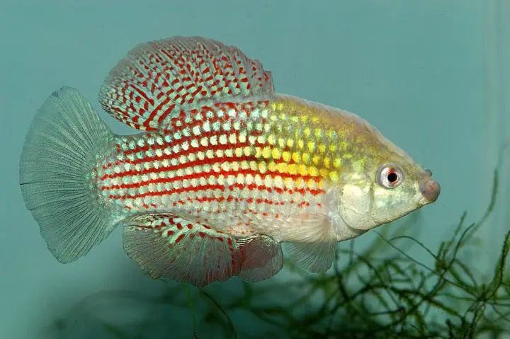 flagfish