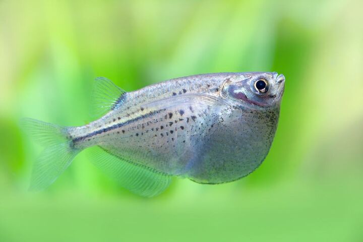 hatchetfish