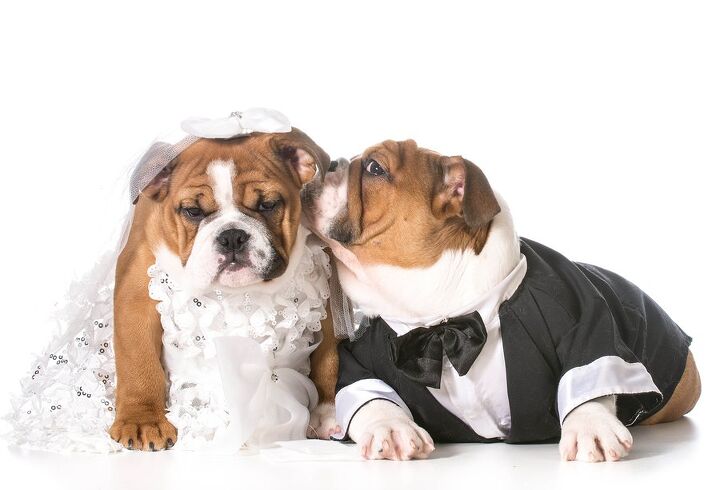 true love tips for a woof tastic dog wedding