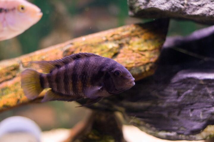 new world cichlids