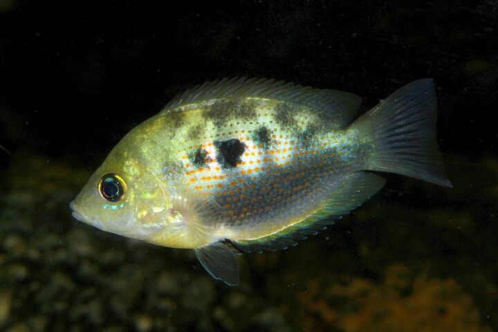 asian cichlids