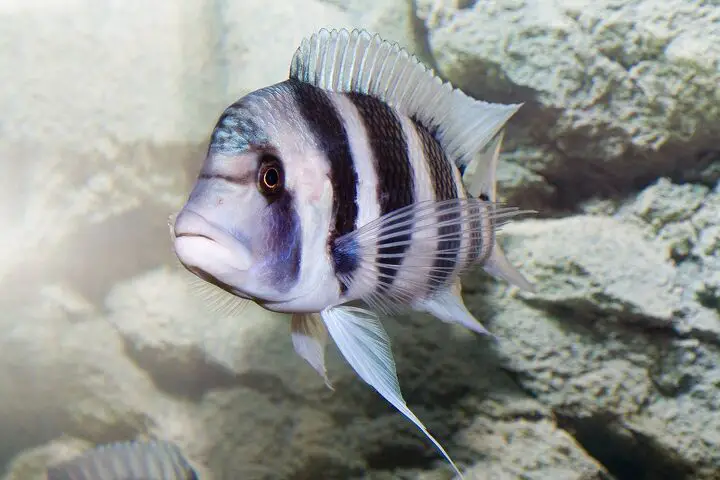 lake tanganyika cichlids