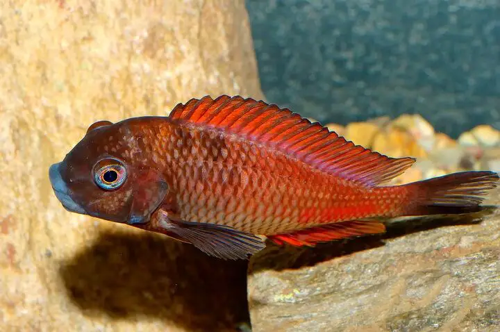 lake tanganyika cichlids