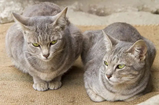 asian shorthair