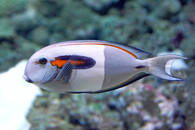 surgeonfish