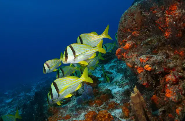 porkfish