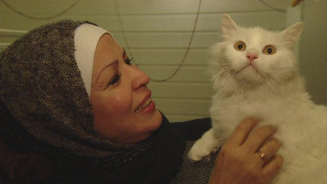 epic journey of refugee cat will have you cutting onions video