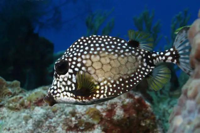 trunkfish