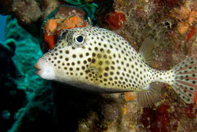 trunkfish