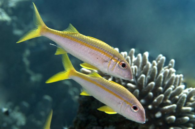 goatfish