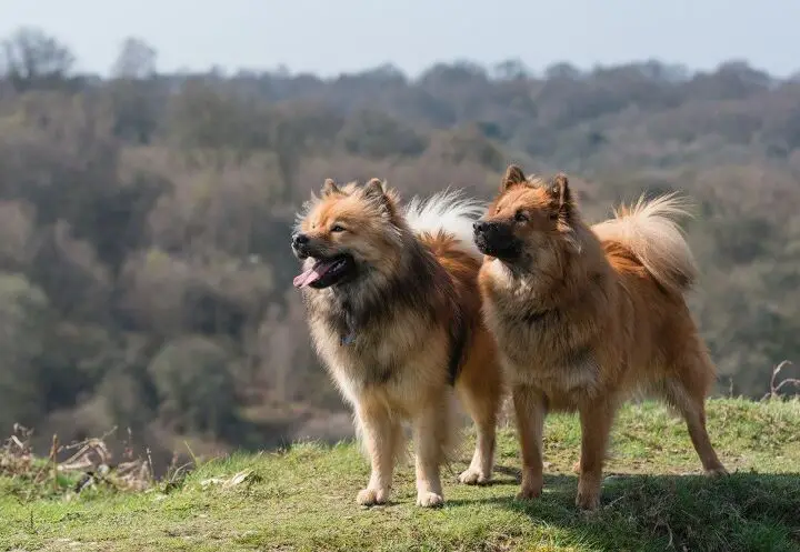 eurasier