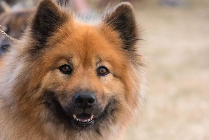 eurasier