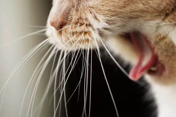 5 cat hacks to understand and treat cat hairballs