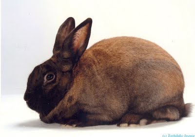 cinnamon rabbit