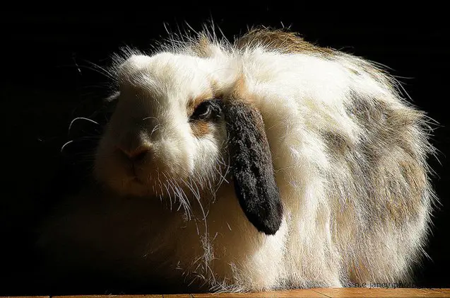 american fuzzy lop