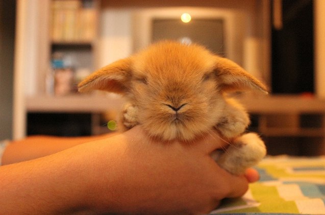 american fuzzy lop