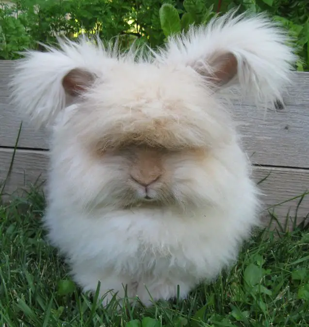 english angora rabbit