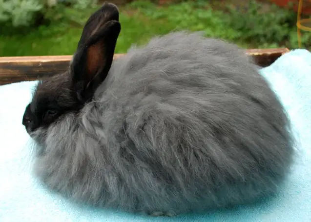 french angora rabbit