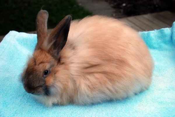 french angora rabbit