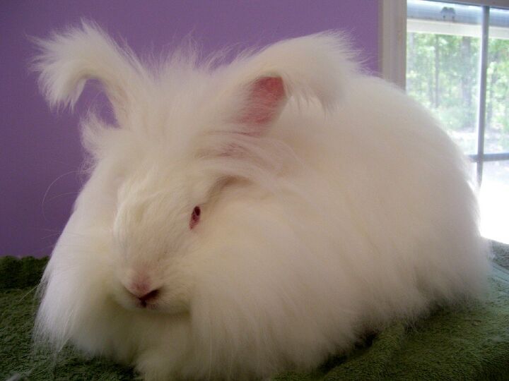 giant angora rabbit