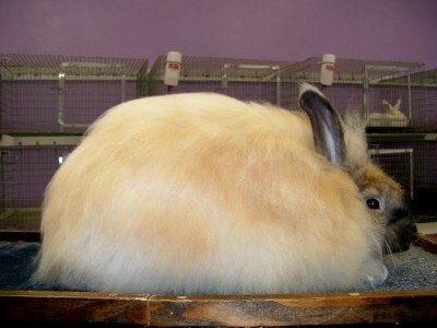 giant angora rabbit