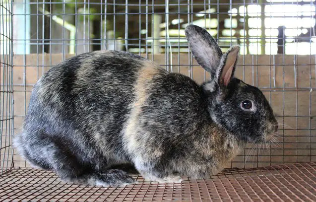 harlequin rabbit