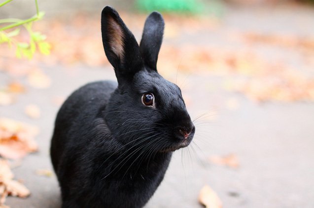 havana rabbit