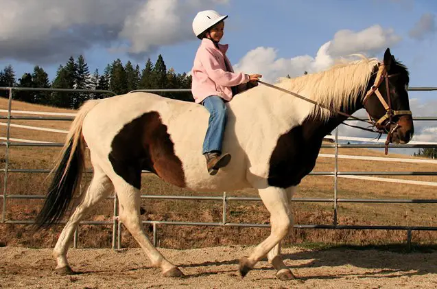 american paint horse