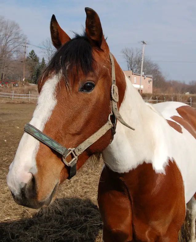 american paint horse