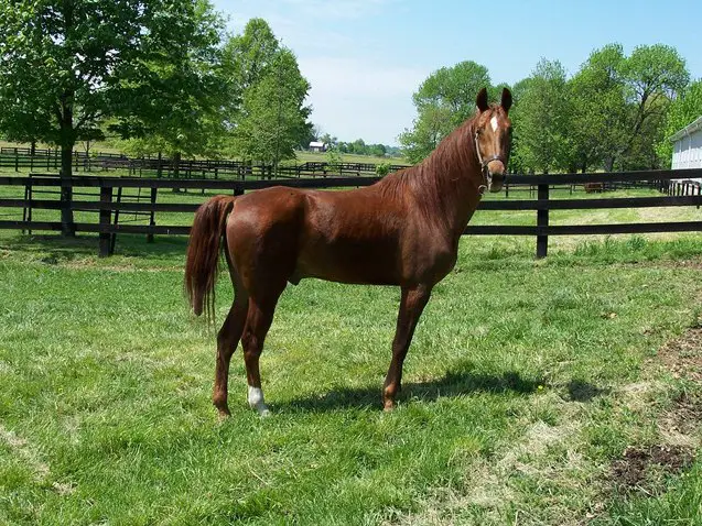 american saddlebred horse