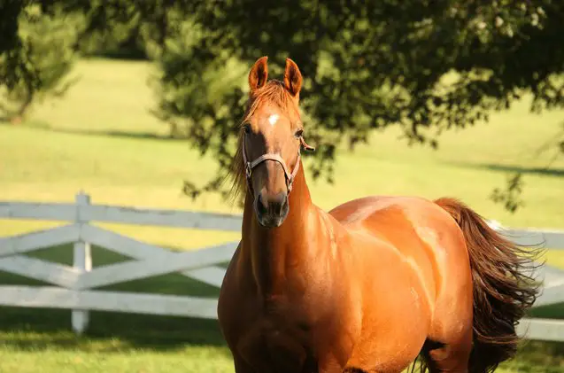 american standardbred horse