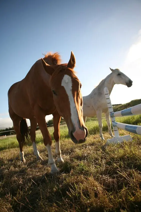 american standardbred horse