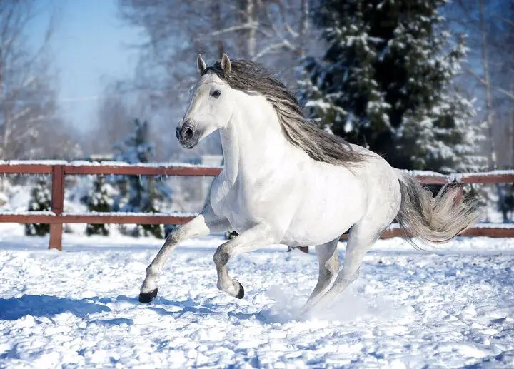 andalusian horse