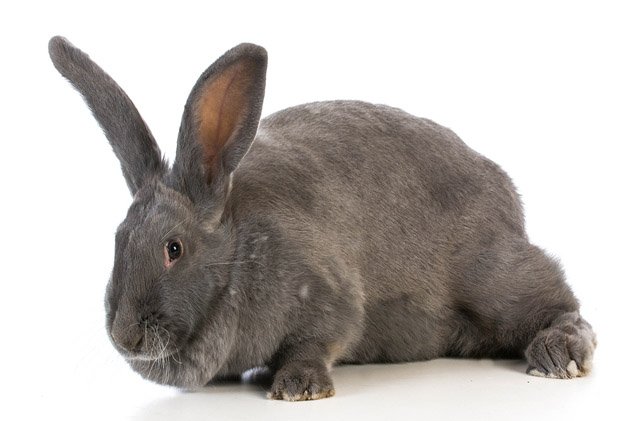 flemish giant rabbit