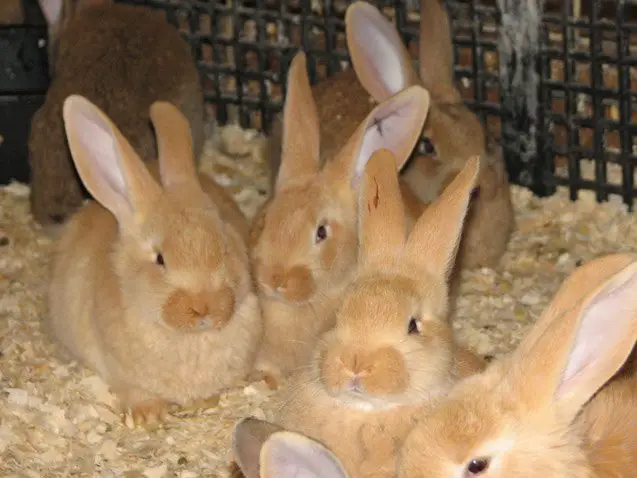 flemish giant rabbit