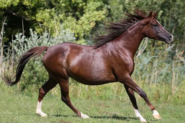 arabian horse