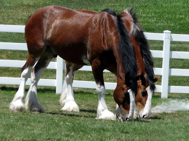 clydesdale horse