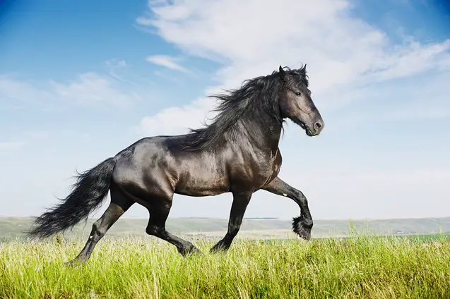 friesian horse