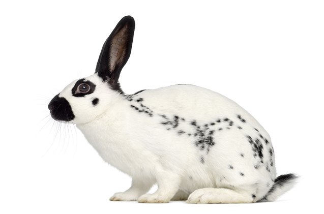 english spot rabbit