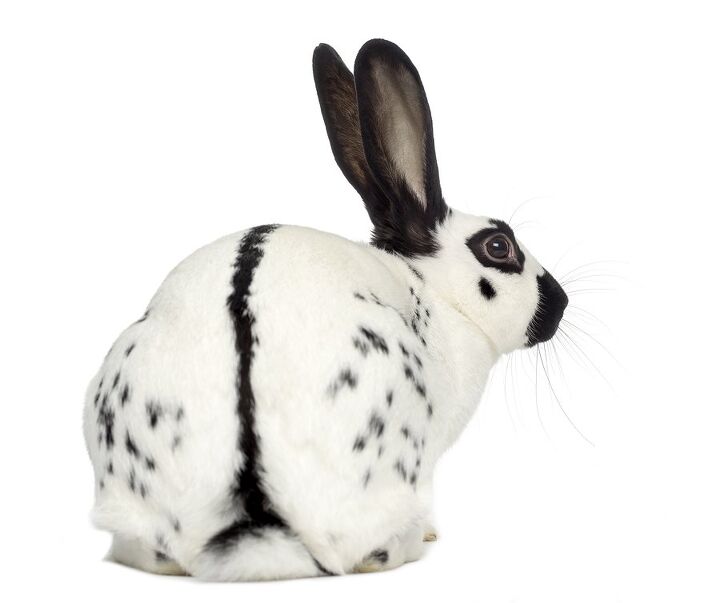 english spot rabbit