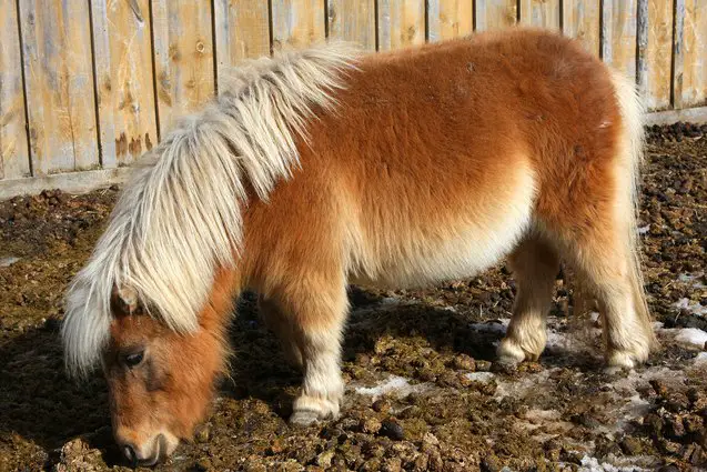 miniature horse