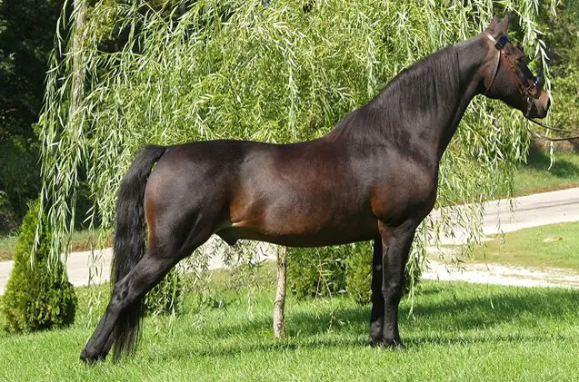 morgan horse