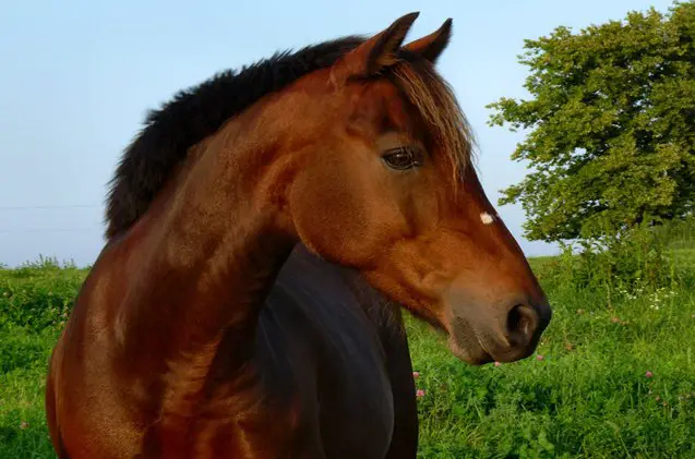 morgan horse