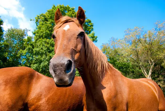 morgan horse