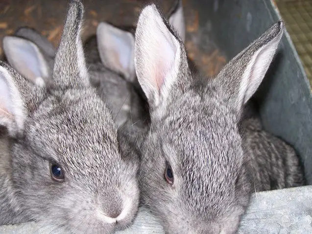 american chinchilla rabbit