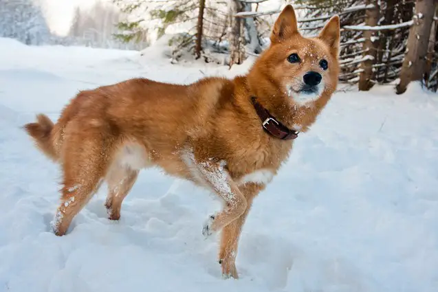 finnish spitz