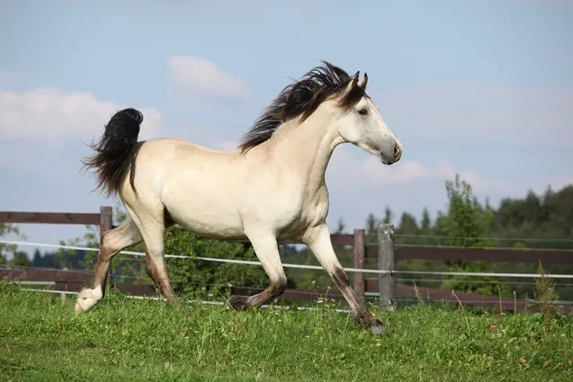 palomino horse